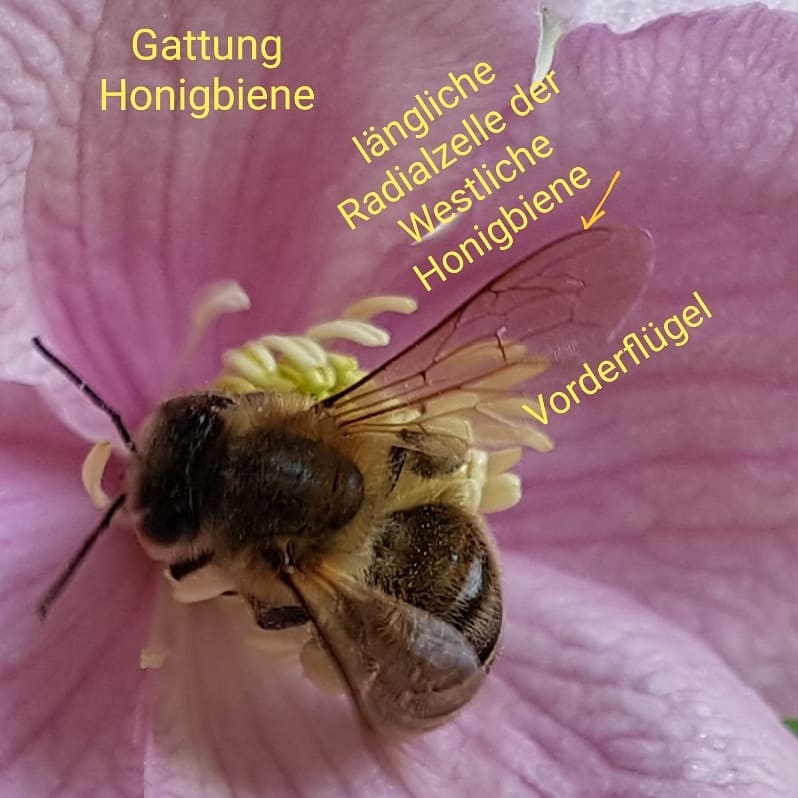 Westliche Honigbiene [Apis mellifera] auf Clematis montana title: Westliche Honigbiene [Apis mellifera] auf Clematis montana